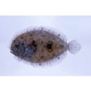 Bothus pantherinus (Ruppell, 1830)