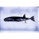 Lagocephalus lagocephalus oceanicus Jordan et Evermann, 1903