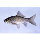 Carassius auratus langsdorfii Temminck et Schlegel, 1846