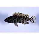 Epinephelus merra Bloch, 1793