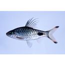 Puntius mahecola (Valenciennes, 1844)