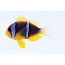 Amphiprion chrysopterus Cuvier, 1830