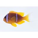 Amphiprion bicinctus Ruppell, 1828