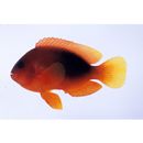 Amphiprion ephippium (Bloch, 1790)