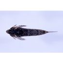 Diplogrammus xenicus (Jordan et Thompson, 1914)