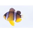 Amphiprion clarkii (Bennett, 1830)