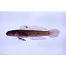 Istigobius hoshinonis (Tanaka, 1917)