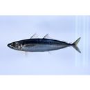 Decapterus macrosoma Bleeker, 1851