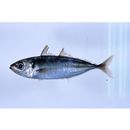 Decapterus akaadsi Abe, 1958