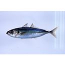 Decapterus akaadsi Abe, 1958