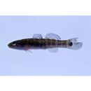 Chaenogobius gulosus (Sauvage, 1882)