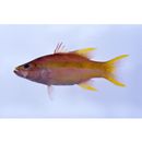 Liopropoma lemniscatum Randall et Taylor, 1988