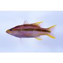 Liopropoma lemniscatum Randall et Taylor, 1988