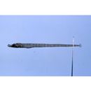 Phoxocampus diacanthus (Schultz, 1943)