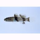 Callogobius sclateri (Steindachner, 1879)