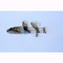 Callogobius sclateri (Steindachner, 1879)