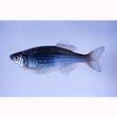 Danio regina (Fowler, 1934)