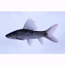 Labeo coubie Ruppell, 1832