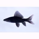 Labeo chrysophekadion (Bleeker, 1850)