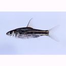 Puntius eugrammus Silas, 1956