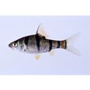 Puntius pentazona (Boulenger, 1894)