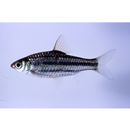 Puntius eugrammus Silas, 1956