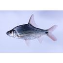 Cyclocheilichthys apogon (Valenciennes, 1842)