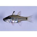 Fibramia amboinensis (Bleeker, 1853)