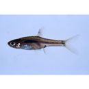 Boraras brigittae (Vogt, 1978)