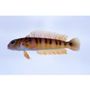 Parapercis multifasciata Doderlein, 1884