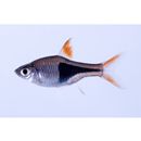 Trigonostigma heteromorpha (Duncker, 1904)