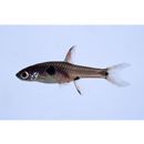 Boraras maculatus (Duncker, 1904)