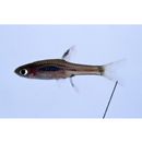 Boraras brigittae (Vogt, 1978)