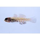 Eviota melasma Lachner et Karnella, 1980