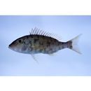 Lethrinus ravus Carpenter et Randall, 2003