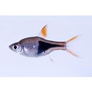 Trigonostigma heteromorpha (Duncker, 1904)