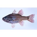 Ostorhinchus doederleini (Jordan et Snyder, 1901)