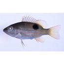 ミナミフエダイ