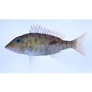 Lethrinus semicinctus Valenciennes, 1830