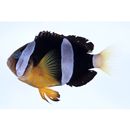 Amphiprion clarkii (Bennett, 1830)