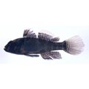 Dotsugobius bleekeri (Popta, 1921)