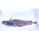 Lepidion inosimae (Gunther, 1887)