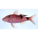 Parupeneus multifasciatus (Quoy et Gaimard, 1825)