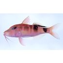 Parupeneus multifasciatus (Quoy et Gaimard, 1825)