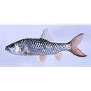 Hampala dispar Smith, 1934