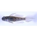 Oligolepis acutipennis (Valenciennes, 1837)