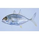 Caranx papuensis Alleyn et Macleay, 1877