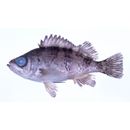 Sebastes inermis species complex