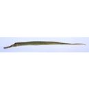 Syngnathoides biaculeatus (Bloch, 1785)