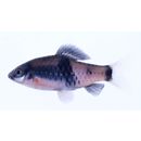 Puntius fasciatus (Jerdon, 1849)